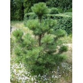 Сосна корабельная